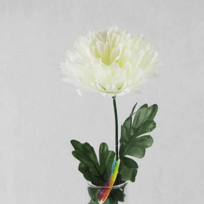Chryzantema pojedynczy kwiat biały 55cm