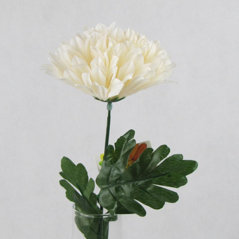 Chryzantema pojedynczy kwiat kremowy 55cm