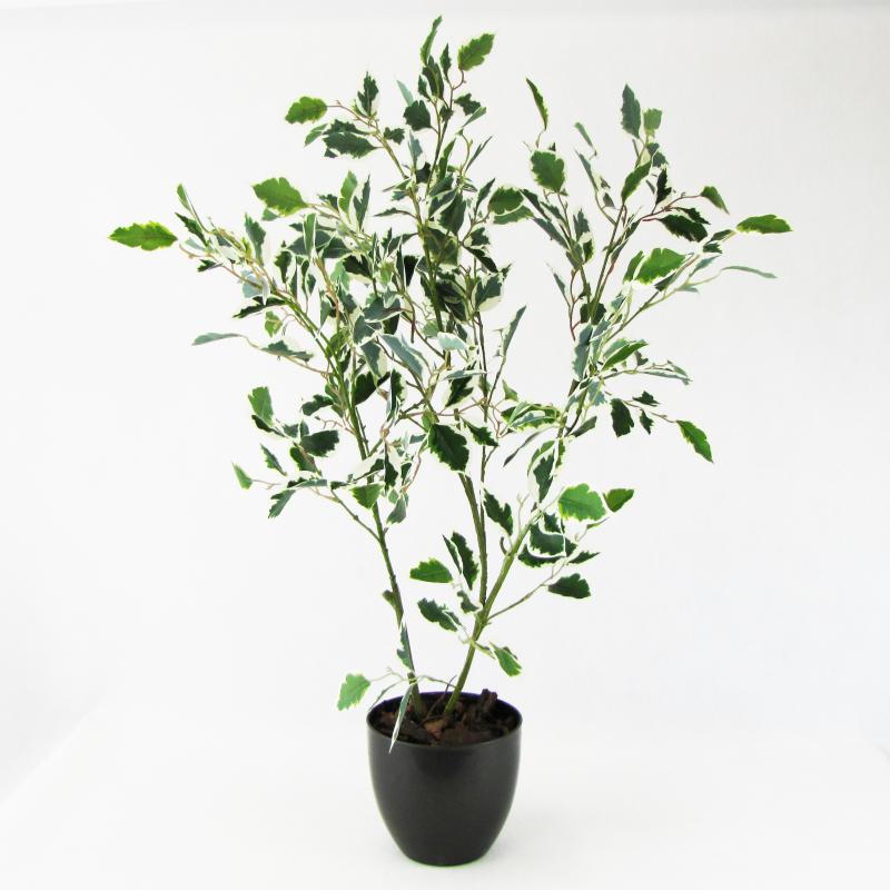 Fikus Benjamin w doniczce 90cm