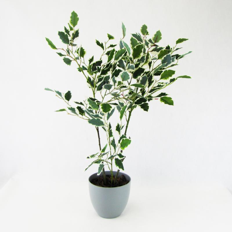 Fikus Benjamin w doniczce 70cm