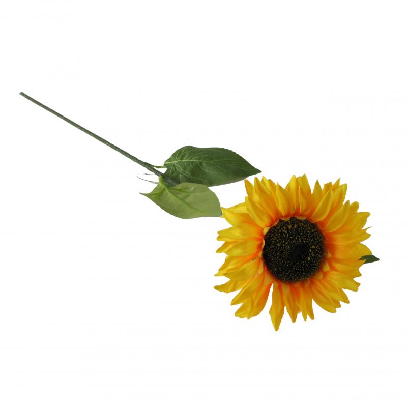 SŁONECZNIK pojedynczy, duży kwiat - 75cm długości